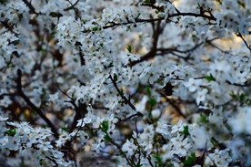 梨花