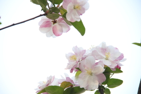 梨花