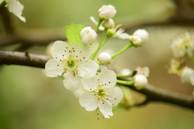 梨花