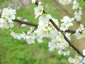 梨花