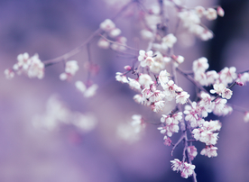 梨花