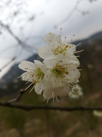 梨花