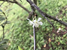 梨花