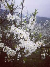 梨花