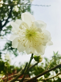 梨花