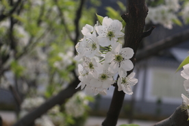 梨花
