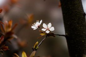 梨花