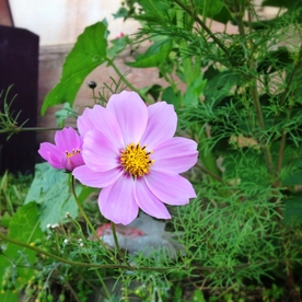 格桑花