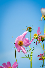格桑花