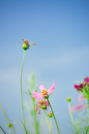 格桑花