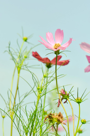 格桑花