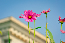 格桑花