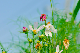 格桑花