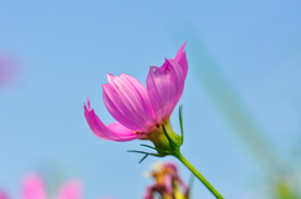 格桑花