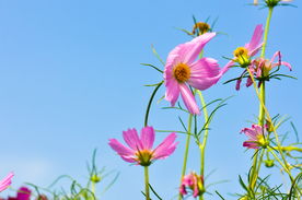格桑花