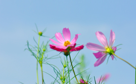 格桑花