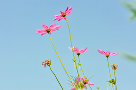 格桑花