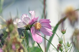 格桑花