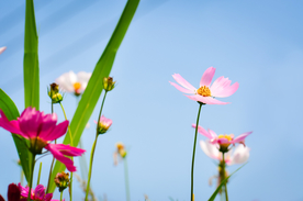 格桑花