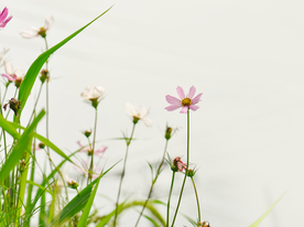 格桑花
