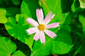 格桑花