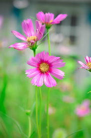 格桑花
