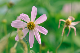 格桑花