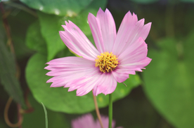 格桑花