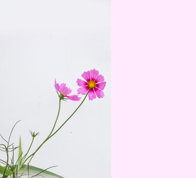 格桑花