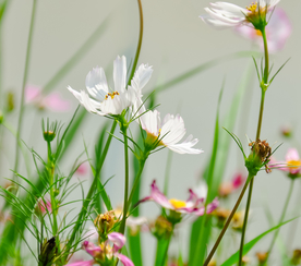 格桑花