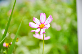 格桑花