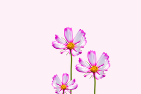 格桑花