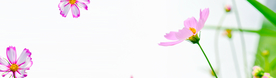 格桑花