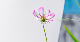 格桑花