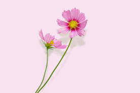 格桑花