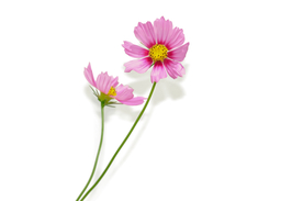 格桑花