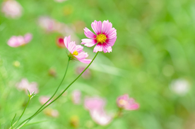 格桑花