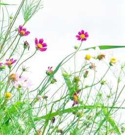 格桑花