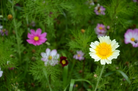 格桑花