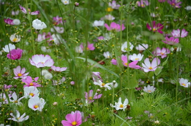 格桑花