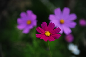 格桑花