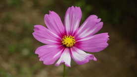 格桑花