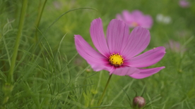 格桑花