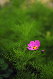 格桑花
