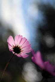 格桑花