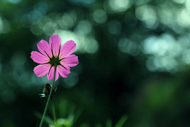 格桑花