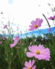 格桑花