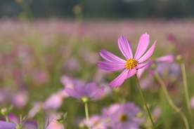 格桑花