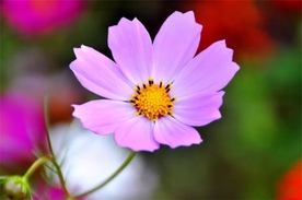 格桑花
