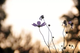 格桑花
